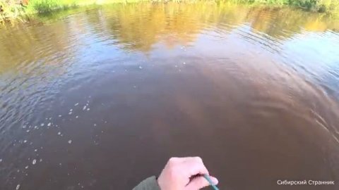 Сибирский странник от 8 октября 2024г (фан видео)