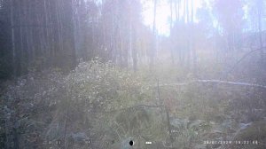 Лесная жизнь Ч.2 03.10.2024