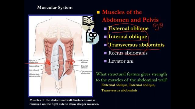 Muscular System _ Central Nervous System Anatomy and Physiology Dr G  Paredes
