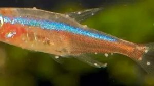 Как лечить манку у аквариумных рыбок  (ихтиофтириоз)