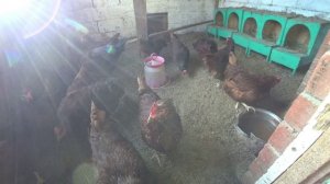 19.10.2024 В1968 причины мокрой кладки у кур