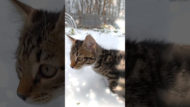 Кошка и снег