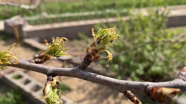 25.04.23. Залили перемычку над дверью во фронтоне. Чуток приблизились к порядку. смотреть онлайн