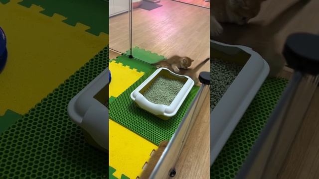 Шотландские золотые котята . Ясли 🐈