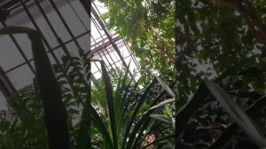 Фондовая оранжерея Главного ботанического сада им. Н.В. Цицина РАН Москва/ Moscow Botanical Garden