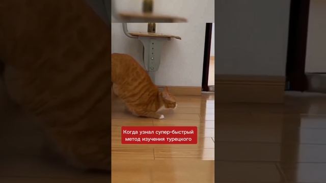 Изучай турецкий вместе с нами ❤️ ссылка в описании