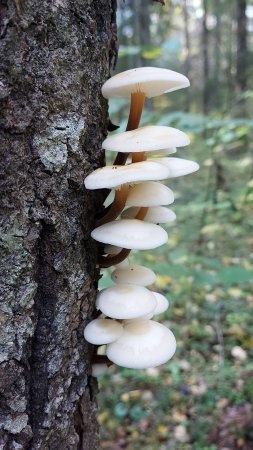 💥ГРИБЫ САМО СОВЕРШЕНСТВО! 👉ЗИМНИЕ ОПЯТА 2024 в ОКТЯБРЕ 🍁🍄🍂