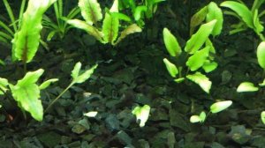 Нехватка Калия !!!!