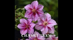 Обзор сортов клематисов #клематисы #лилейники #ирисы