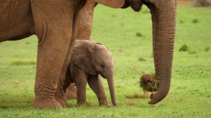 Mabel Matiz - Öyle Kolaysa