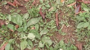 Проверка расплода на заклещеванность 2024