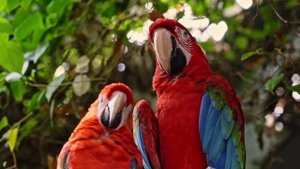 Sezen Aksu - Şinanay