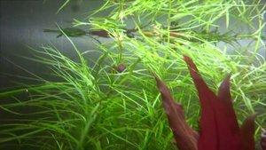 Погостемон октопус (Pogostemon octopus).  Аквариумные растения.