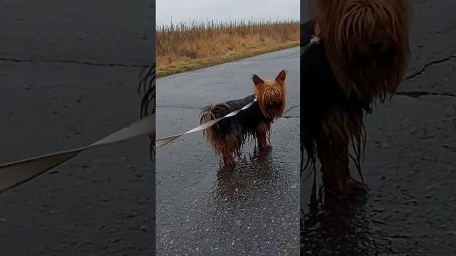 Кого сушить, кого кормить смотреть онлайн