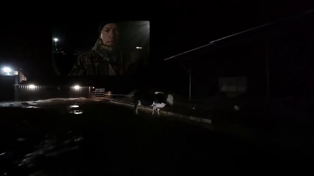 ДЕЖУРИМ НОЧЬЮ. ПРОВЕРЯЕМ ГЕРЕФОРДСКИХ КОРОВОК  кфх Дик. Отелы идут, дежурим каждые 1,5 часа.