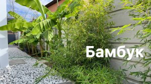 Мой бамбук 🎋 в Краснодаре, Окт 2024. #phyllostachys aurea #phyllostachys vivax #fargesia campbell