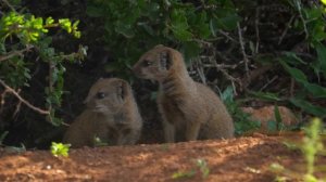 Zakkum - Ben Ne Yangınlar Gördüm