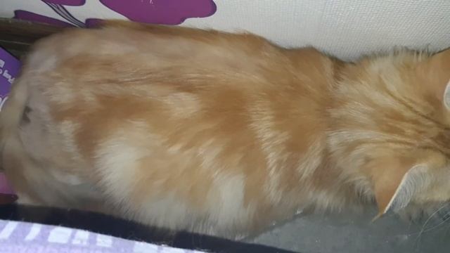 Начались весёлые ночи ) шкребётся смотреть онлайн