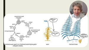 Жизненные циклы растений