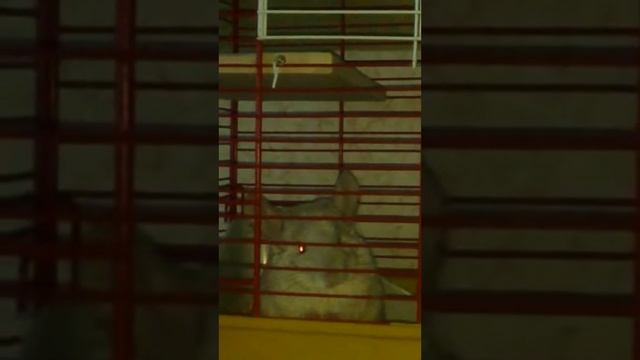 Шиншилларассветвесназвуки птиц и я на фоне