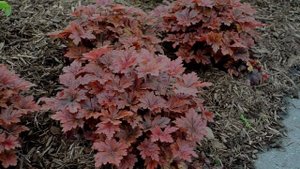 Hopscotch Heucherella | Walters Gardens
