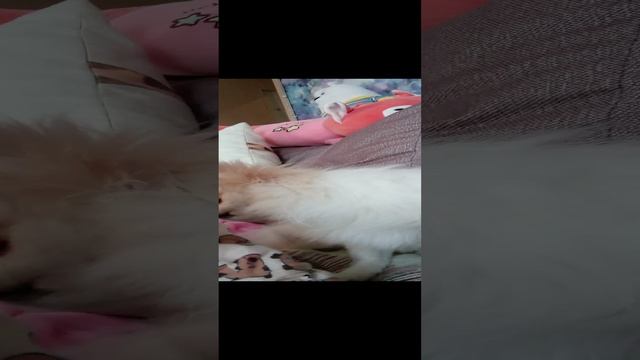 моя собака🤪🤪
