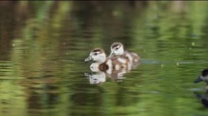 Ümit Sayın - Sen Olmazsan Ben Solarım