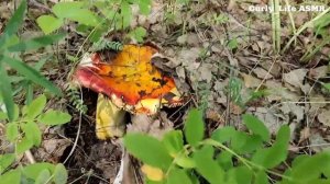 АСМР в ЛЕСУ/ ЗВУКИ ПРИРОДЫ | FOREST TRIGGERS ASMR