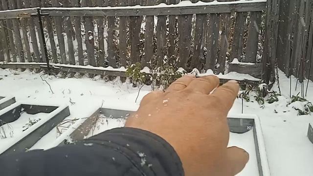 Выпал снег на винограднике Кузбасса. смотреть онлайн