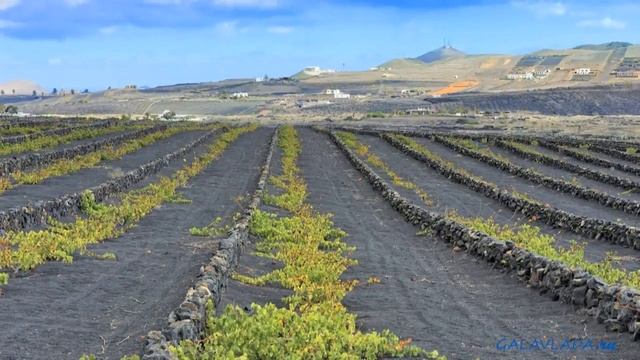 Вино и гастрономия Лансароте, Канарские острова, Испания. The wine and the gastronomy of Lanzarote.