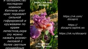 ИРИС SOCIAL GRACES  #ирисы #клематисы #лилейники