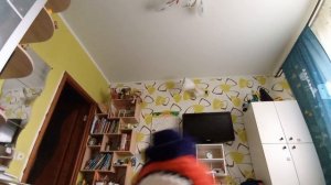 Смешарики дубль номер 3