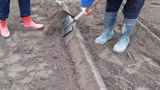 Профессиональная отбивка края рабатки лопатой