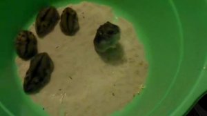 джунгарские хомяки