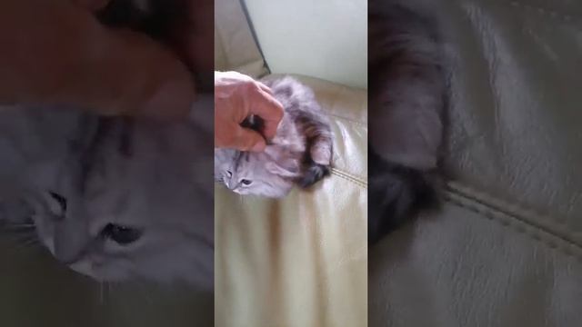 Флоренс Барселит