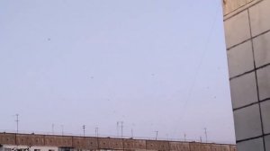 Пение стрижей. Спів стрижів. Singing swifts