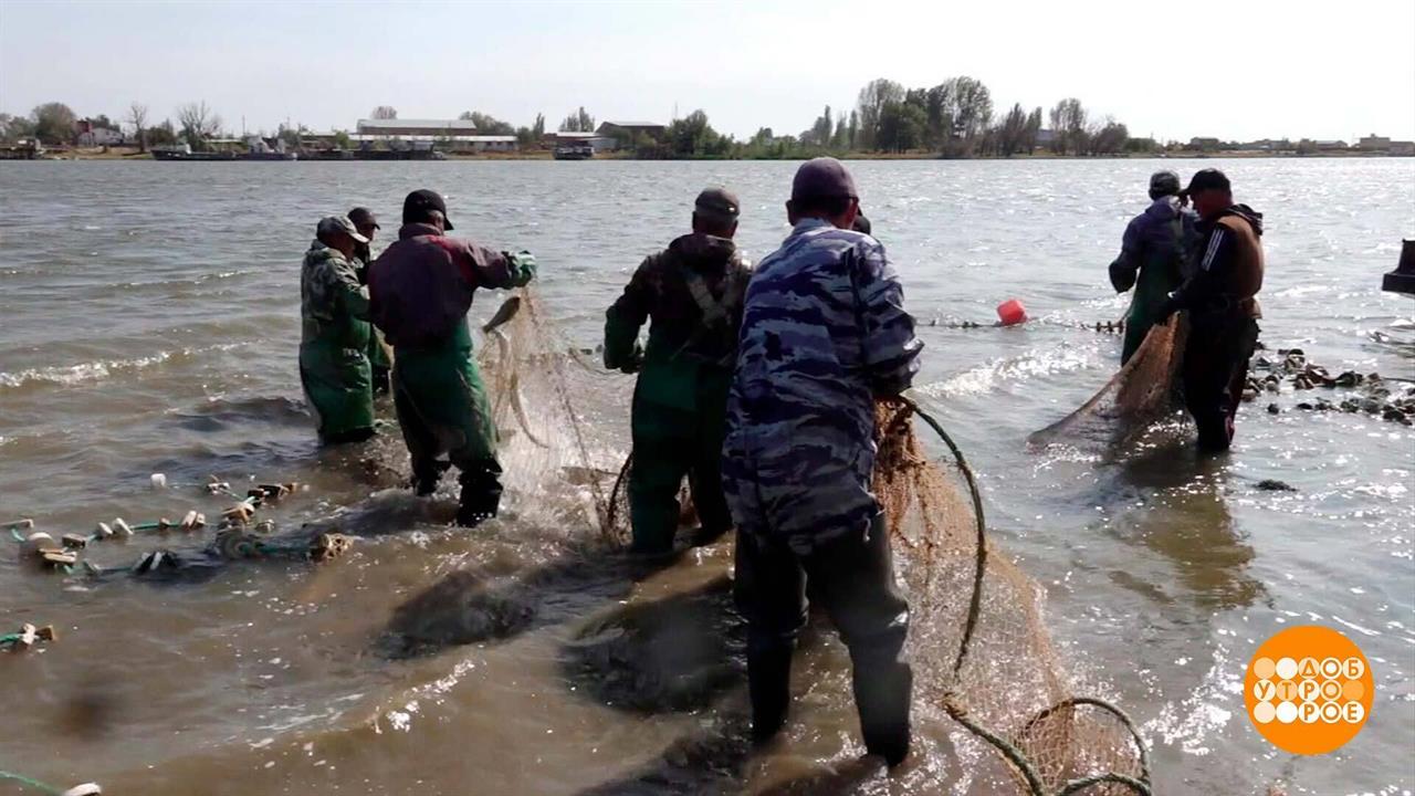 Осенняя путина: ловись, рыбка, и побольше! Доброе утро. Суббота. Фрагмент выпуска от 12.10.2024