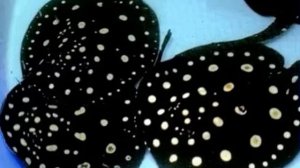 Топ 5 самых красивых аквариумных рыбок.