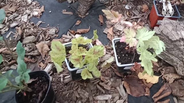 Пополняем коллекцию декоративных растений. Посадочный сезон продолжается. смотреть онлайн