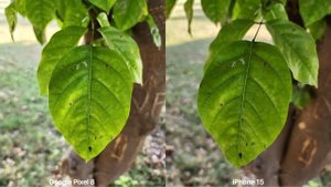 Google Pixel 8 VS iPhone 15 Camera Test Comparison