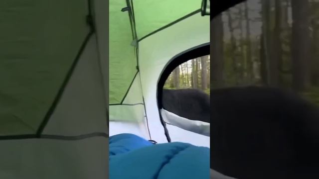 Прикольные зверюшки