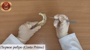 Остеология. Строение грудины, типичных и атипичных рёбер