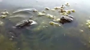 Лягушка ест рыбу