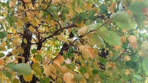 Музыка золотой осени