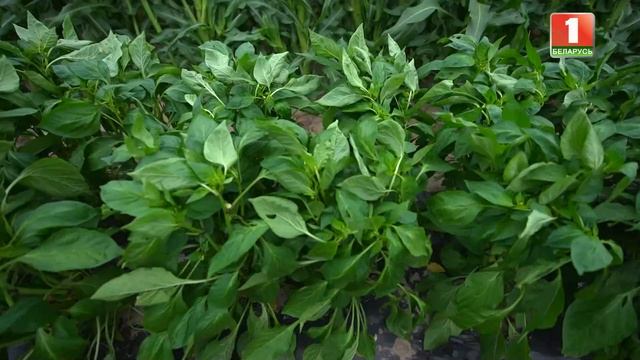 Выращивание клюквы | Уход за алычой | Агропарк развлечений "Кукуполис" | Лунный календарь. Дача