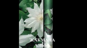 Обзор сортов клематисов #клематисы #лилейники #ирисы