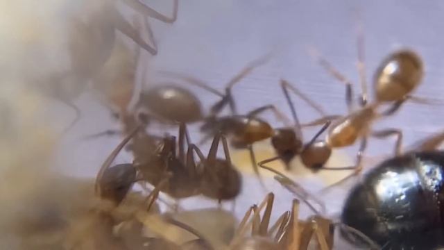 Camponotus pseudoirritans или Camponotus maculatus. Вид который вам еще не показывал) смотреть онлайн