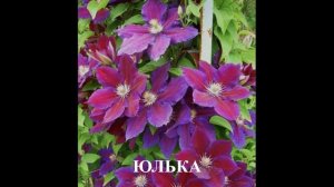 Обзор сортов клематисов #клематисы #лилейники #ирисы