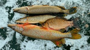 Раздача щуки на жерлицы. Много хищника на реке Хопер