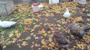 Так получилось, что рыжий кот Фокс и потом только гуси 🪿 куры 🐔 утки 🦆